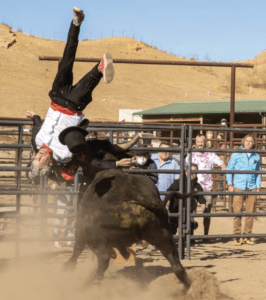 BUNCH OF BULL: The stunts are “primal and we’re tapping into that.”